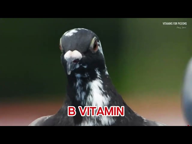 The vitamins that are beneficial for pigeons