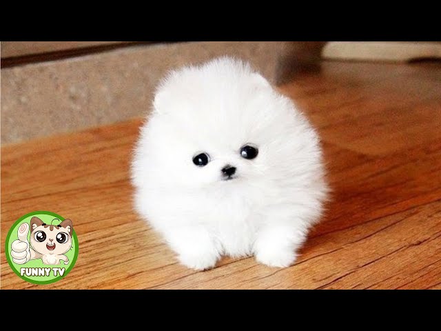 Cute animals Videos Compilation cute moment of the animals - Cutest Animals #26
