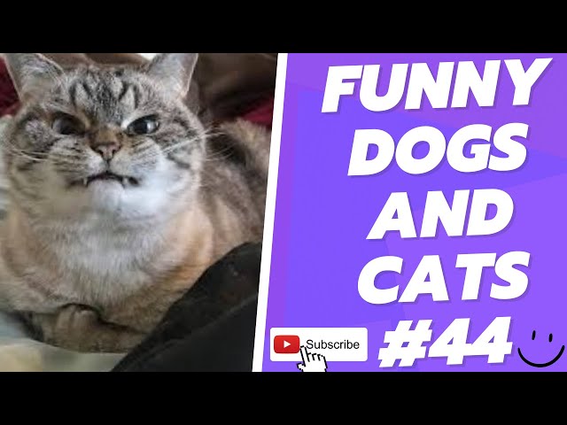 Funny Animal Videos 2022  Best Dogs And Cats Videos 😺😍 # 44