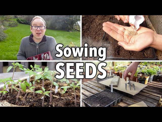 Sowing Seeds: Absolutely Everything You Need to Know