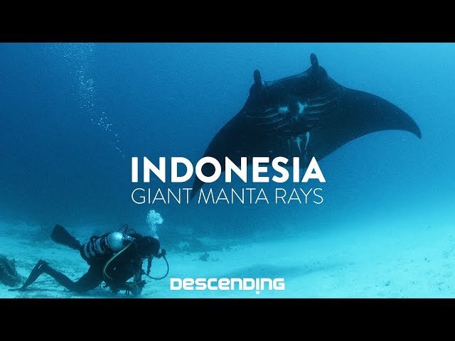 DESCENDING 4K | S1 E12 | The Giant Manta Rays