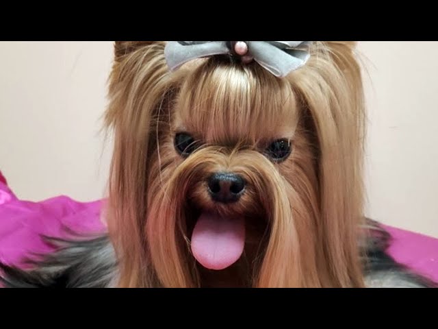 38 Funny Yorkie Instagram Cute Videos  | Try Not To Laugh Pet Videos