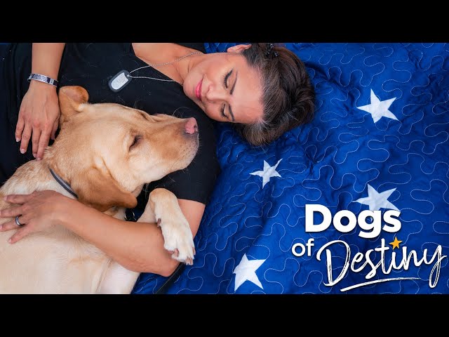 "Giving Paws" | Dogs of Destiny