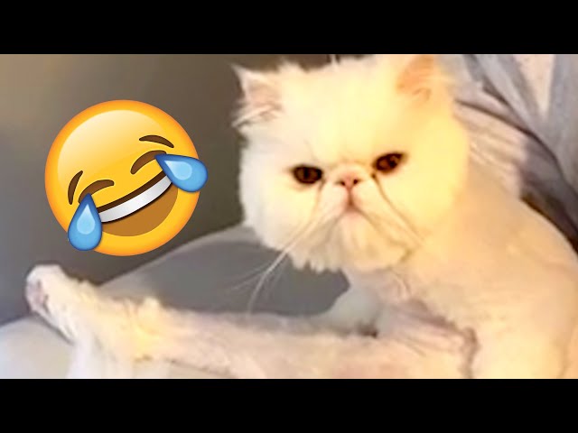 Purr-fect cute Pets and Talking Animals of 2024 #pets #animals #funny