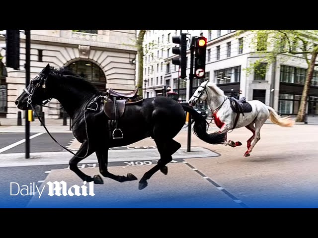 Five injured as escaped Household Cavalry horses bolt through London in six mile rampage