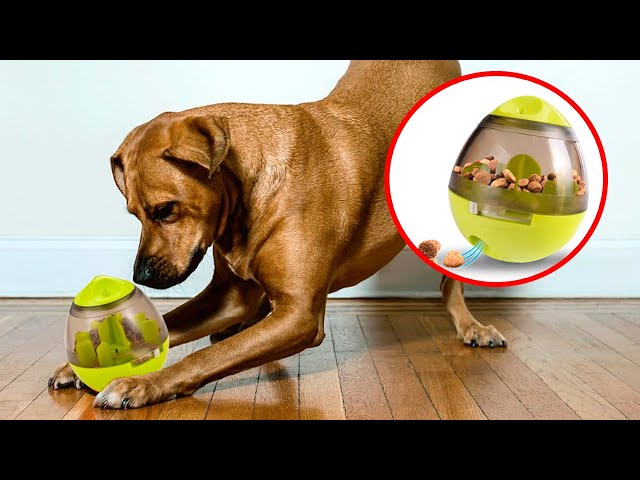 The Best Dog Toys