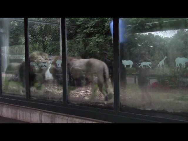 Secret filming shows 'stressed' Lions pacing as Bristol Zoo hosts adults-only party