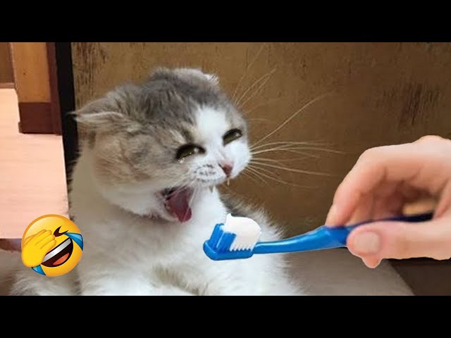 New Funny Animals 😂 Funniest Cats and Dogs Videos 😹🐶 Part 5