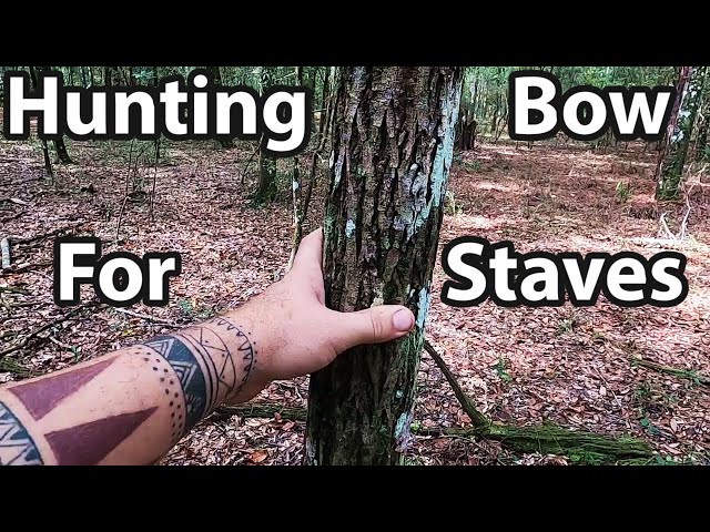 Hunting for the Best Bow staves