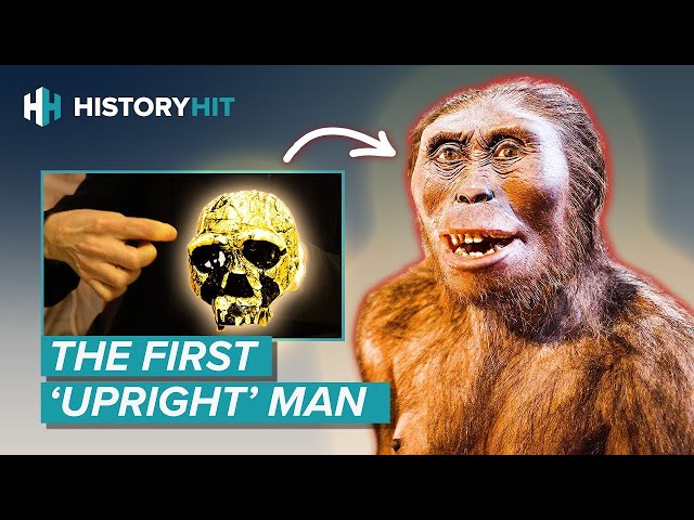 Homo erectus | Why Did the Most Successful Early Human Go Extinct?