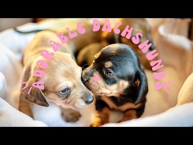 Adorable Dachshund Dog Compilation: Funny Moments, Playfulness, and Cuteness Overload