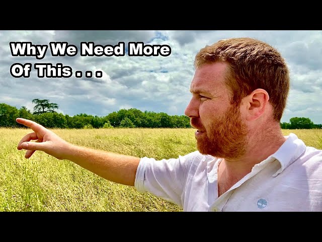 97% Of These Have Been Destroyed! - The Wildflower Meadow and WHY WE NEED MORE