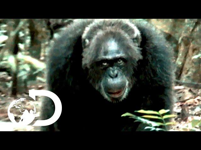 Most Brutal Chimpanzee Society Ever Discovered | Rise of the Warrior Apes