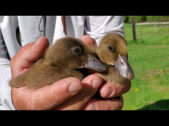 Twin Ducklings!!