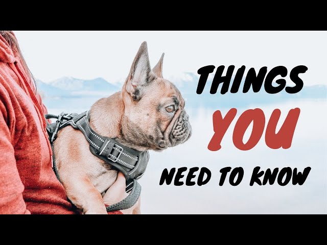 Before You Get a French Bulldog│What you NEED to know