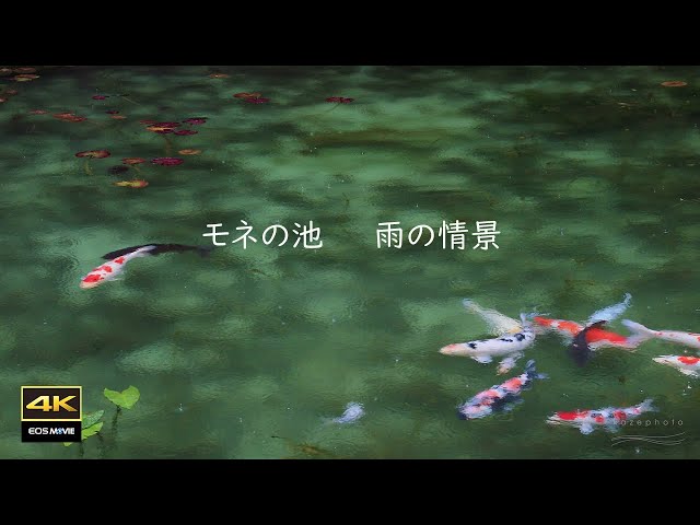 4K Rain Scene ASMR / Monet's Pond (Unnamed Pond)