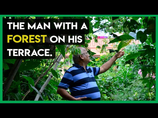 How did this man create a Forest in the middle of Bangalore City?