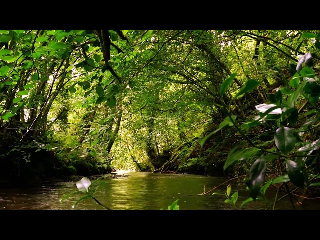 SOUNDS OF THE FOREST, GENTLE BIRDSONG WITH BUBBLING BROOK, RELAXING FOREST SOUNDS