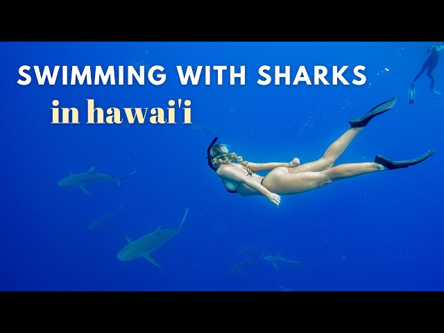 SWIMMING WITH SHARKS IN HAWAI'I!!