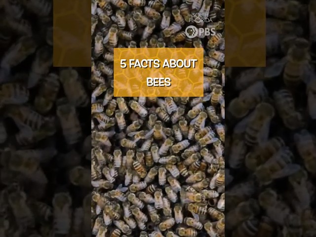 Discover 5 Facinating Bee Facts. #worldbeeday