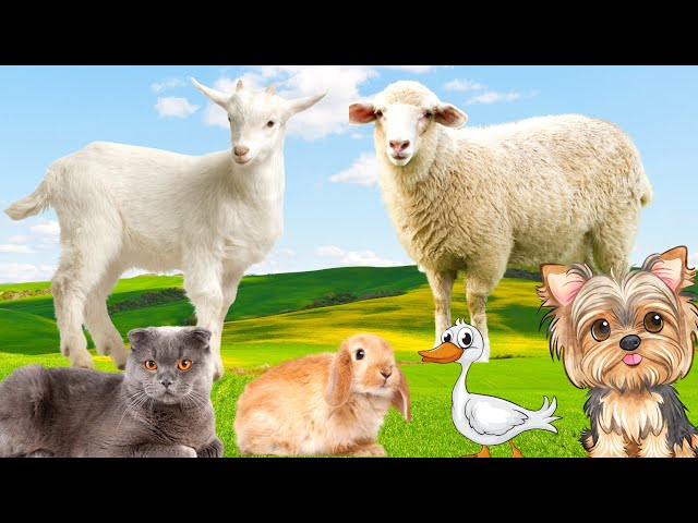Best Animal Sounds - Cow, Sheep, Goat, Dog, Cat - Animal Paradise
