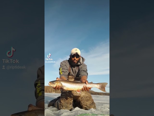 Epic last day of ice fishing. #fishing #trout #icefishing #fish #alaska #fishingvideo #fyp #viral