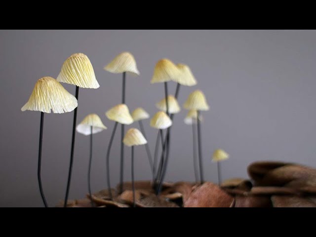 Tiny paper mushrooms / Mini champignon trailer