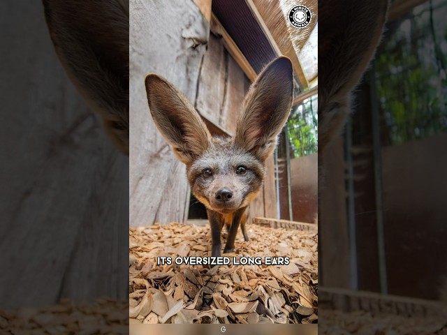 Bat-eared Fox 🦊 Adorable Ears, Deadly Skills!