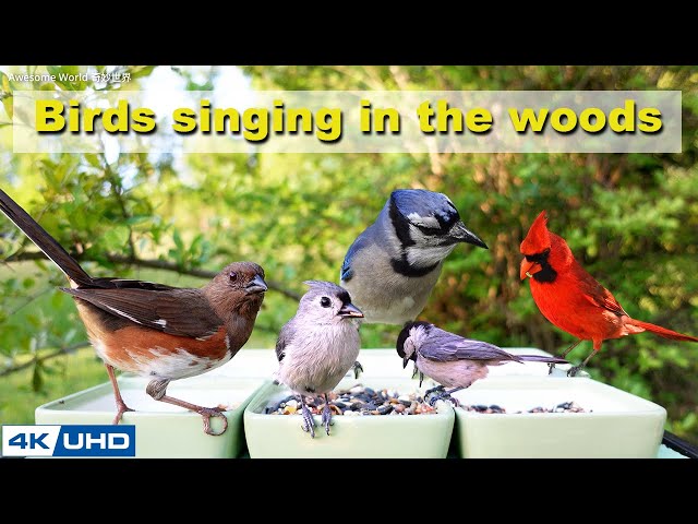 ASMR 4 HOURS of Birds Singing in the Woods, No loop, 4K Cat TV, Relaxing Sound, Awesome World 034