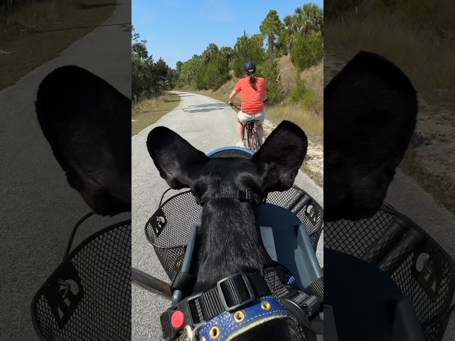 How to take your dog on a bike ride!