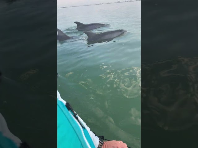 A Few Large Friends Followed My Kayak All The Way Back To Shore!