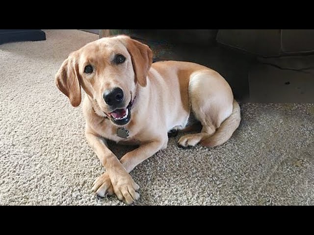 Labrador dogs are guaranteed to make you smile