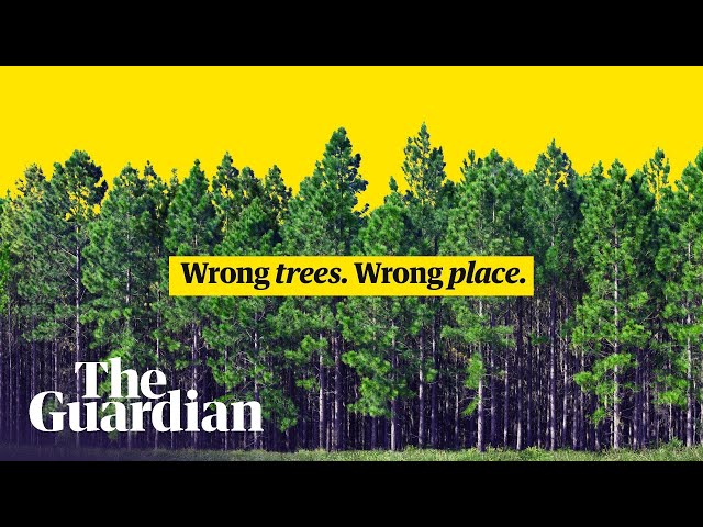 How we get tree planting wrong | It's Complicated