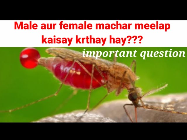 How male and female mosquito copulate?