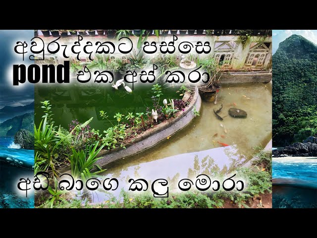 monster fish pond and normal pond clean l and big cat fish