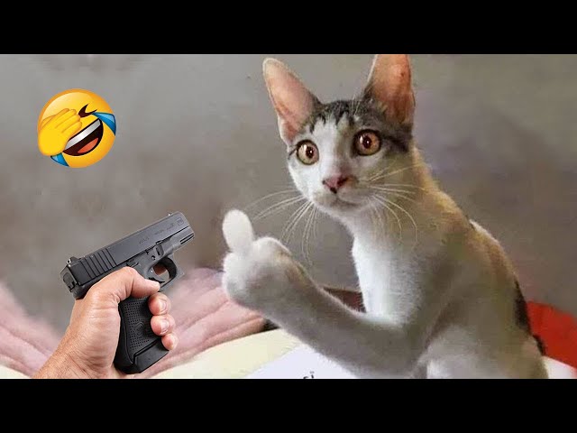 New Funny Animals 😂 Funniest Cats and Dogs Videos 😹🐶 Part 7