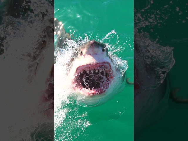 Marine Biologists Can't Explain What Happened To This Great White Shark #shorts