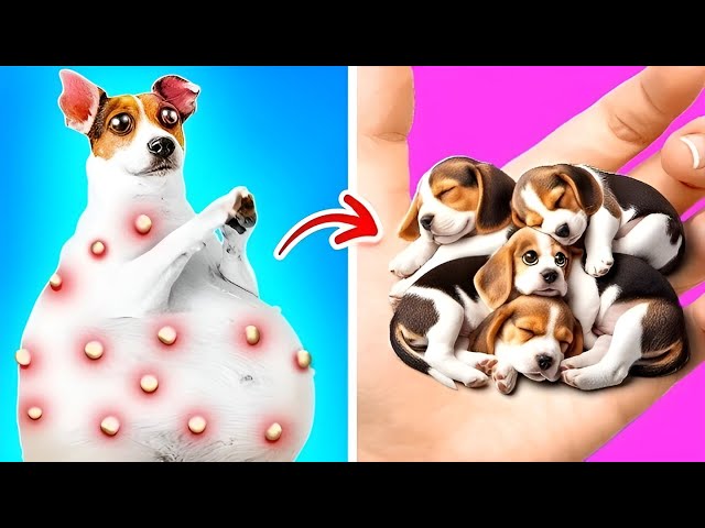 I Found a Pregnant Street Dog !😢🐶 *Best Hacks for Pet Owners*