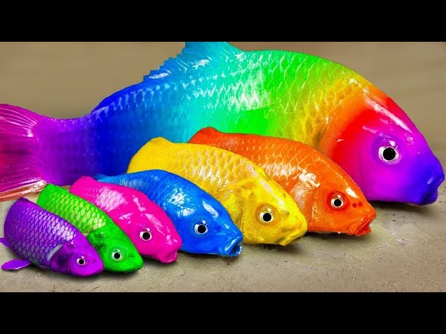 Stop motion ASMR | Crocodile catfish eel hunting colorful koi fish and rainbow carp 스톱 모션
