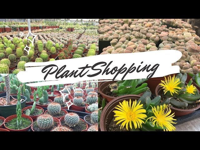 Succulents and Cactus Shopping in California (Mariscal Cactus and Succulents Nursery)