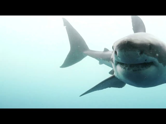 Species At Risk In Atlantic Canada – White Shark
