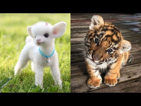 The Cutest Baby Animals 😍
