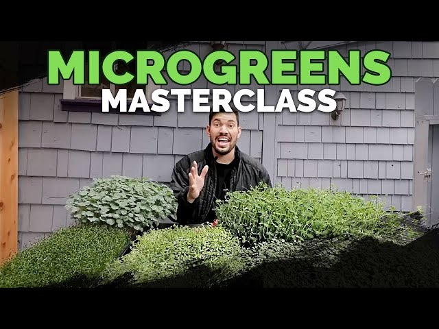 How to Grow Microgreens from Start to Finish (COMPLETE GUIDE)