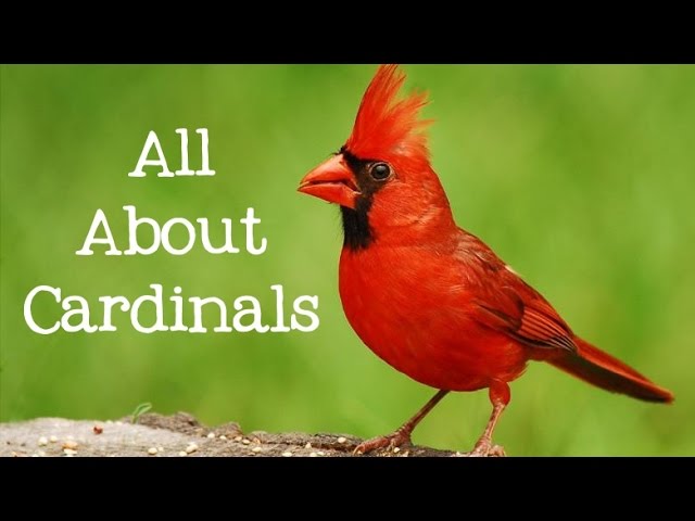 All About Cardinals: Backyard Bird Series - FreeSchool