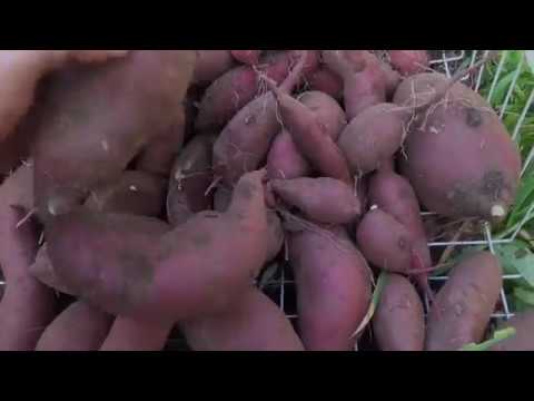 Sweet Potatoes From 4 Square Feet HUGE