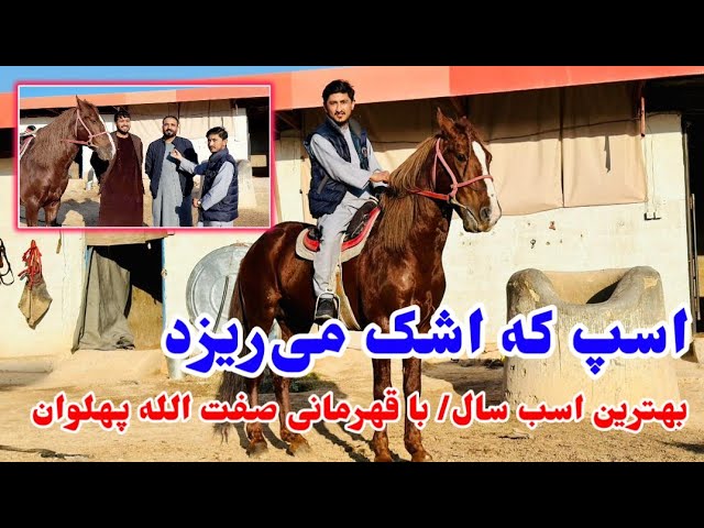 گزارش ویژه:نجیب الله پهلوان، بهترین اسب سال/ اسب جرند حاجی جنید الله احمدی #افغانستان #سمنگان