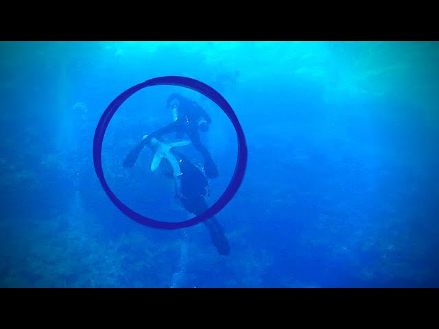 I witnessed a shark attack while diving