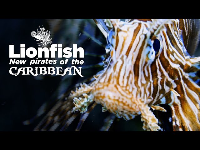 Can Lionfish The Aquatic Pirates Take Over the Caribbean? | 'LionFish'