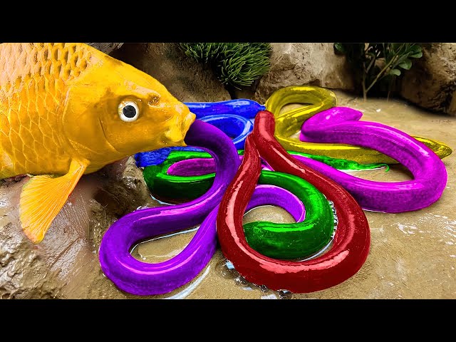 Stop Motion ASMR - Crocodile Catfish Hunting Koi Fish rescues Colorful CARP - Who is king of River?