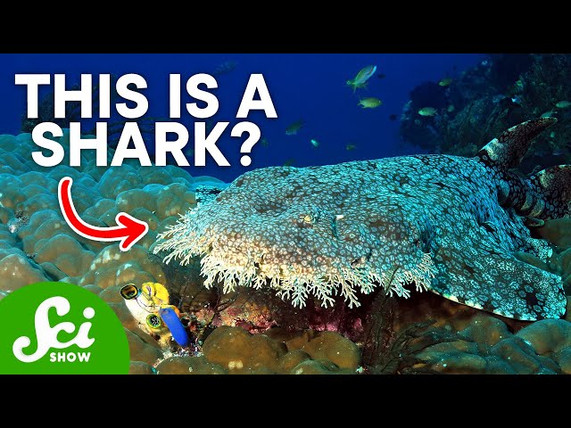 7 of the Strangest Sharks on Earth